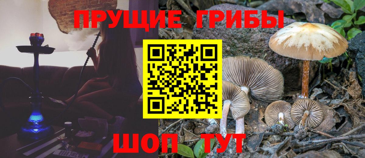 Галлюциногенные грибы Magic Shrooms  Вход с VPN  Тольятти  Галлюциногенные грибы Psilocybe 
